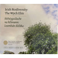 Irlande coffret euro BU 2025 - Biodiversité – l'orme de montagne
