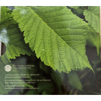 Irlande coffret euro BU 2025 - Biodiversité – l'orme de montagne