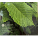 Irlande coffret euro BU 2025 - Biodiversité – l'orme de montagne
